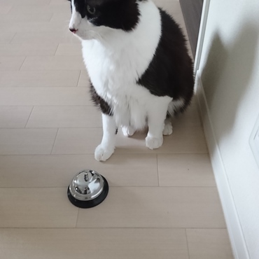 このベルを猫たちが鳴らすのをネット動画で見て、「うちもできるかもしれない！」と思い、試してみました。意外と簡単に覚えられる動作のようで、今では３匹共にこのベルを使います。遊びたい時に“チーン”、おやつの催促で“チーン”、振り向いてほしいときに“チーン”。３匹それぞれとなると、けっこう呼ばれます(笑)皆さまもお試しあれ♪(*´∇｀)  (ちなみに、このベルは100円ショップにもあります！ )