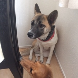 中型犬ミックスの女の子