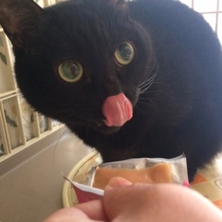 高齢で入院中のNさんちの『チビクロちゃん』