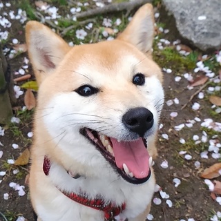 柴犬アサちゃん