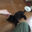 [ワクチン接種、去勢手術済み]黒猫のじじ