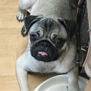 再掲です。パグ オス フォーン