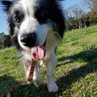 ボーダーコリー　ワンダ♀　家族募集中！