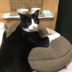 くっつかない猫同士がくっつきました