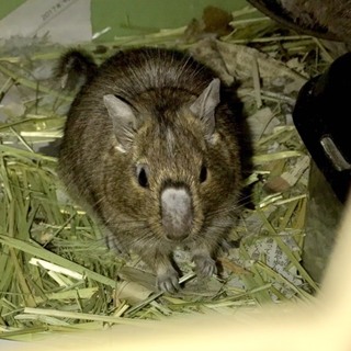 デグーマウス里親さん募集