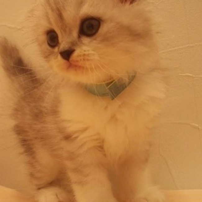 ちぇりーちゃんのカバー写真