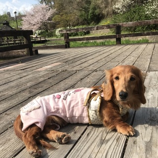 お見合い決定☆穏やかで性格花マルのルルちゃん☆