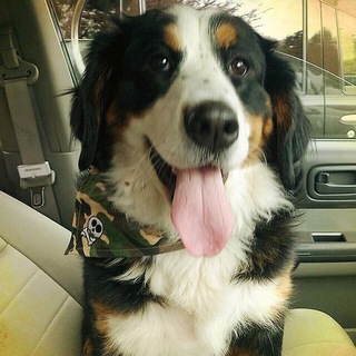 バーニーズマウンテンドック♀