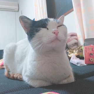 甘えん坊♡膝に乗るのが大好き三毛ちゃん