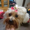 ヨークシャーテリアの女の子募集します。