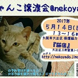 にゃんこ譲渡会@nekoyado