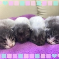 ＊子猫４匹の里親さん募集＊