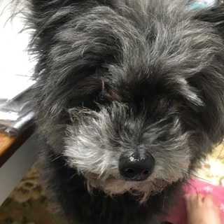 里親様決まりました