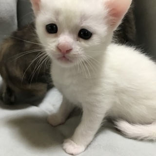 白猫ちゃん  変なズラです！ママもよろしく！