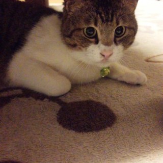 オモチャ好きな白キジ君