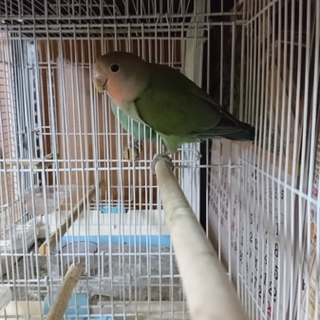 里親募集コザクラインコ