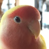コザクラみかん