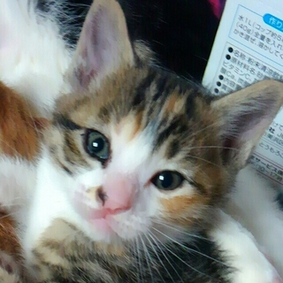 交渉中！三毛猫のふたマロちゃん