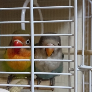 ボタンインコ２羽