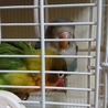 ボタンインコ２羽 サムネイル2