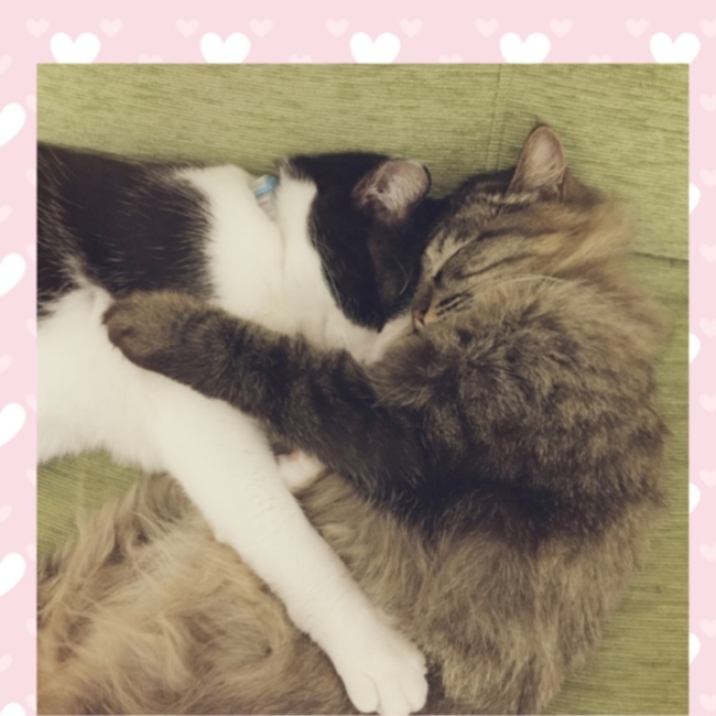 かりんとぅのカバー写真