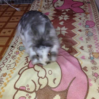 緊急でお願いします！！