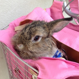 緊急でお願いします！！