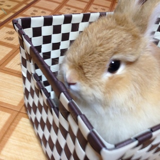 緊急でお願いします！！