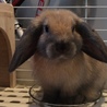里親募集 サムネイル2