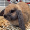 里親募集 サムネイル4