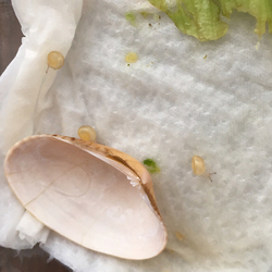 「新入りさん」サムネイル2