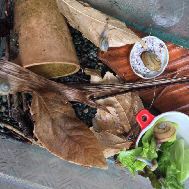 ルルのカバー写真