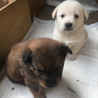 譲渡予定全員決定しました。ありがとうございました。