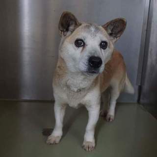 人馴れバッチリ小さなポコちゃん