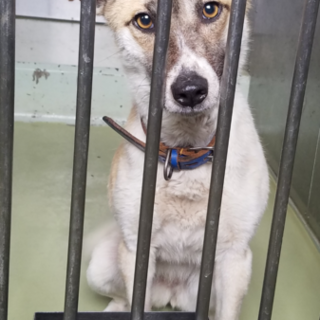 寂しい目をしたサリーちゃんに家族をください