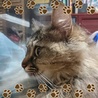 保護猫の家 にしきんち(保護活動者)
