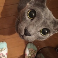 ティガル