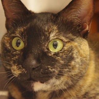 高齢猫のため、高齢応募者歓迎です（諸条件あり）