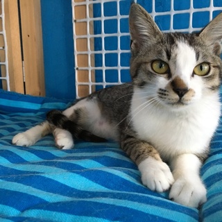 小柄だけどぷくぷく。可愛いなずなちゃん！