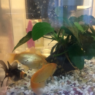 金魚すくいの金魚達5匹