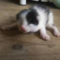 生まれたばかりのメスの子猫です