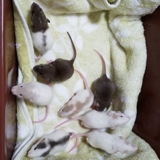 3/31生まれダンボファンシーラット♂8匹