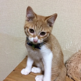 ともきくん(仮)