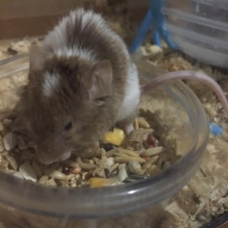 良い里親様が見つかりました、