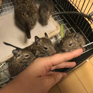 デグーの赤ちゃん募集中