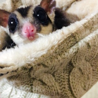 フクロモモンガ貰ってください