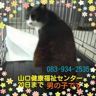 間もなく処分になります。助けて下さい！