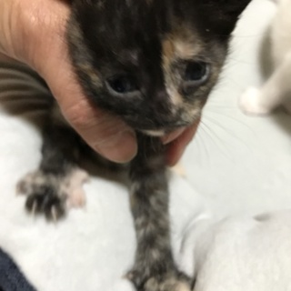 サビちゃん三姉妹です！&ママ猫キジ