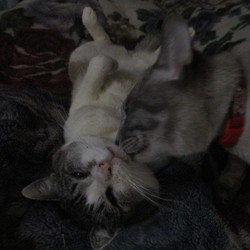 「ＢＬな毎日。。。」サムネイル2