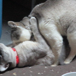 「ＢＬな毎日。。。」サムネイル3